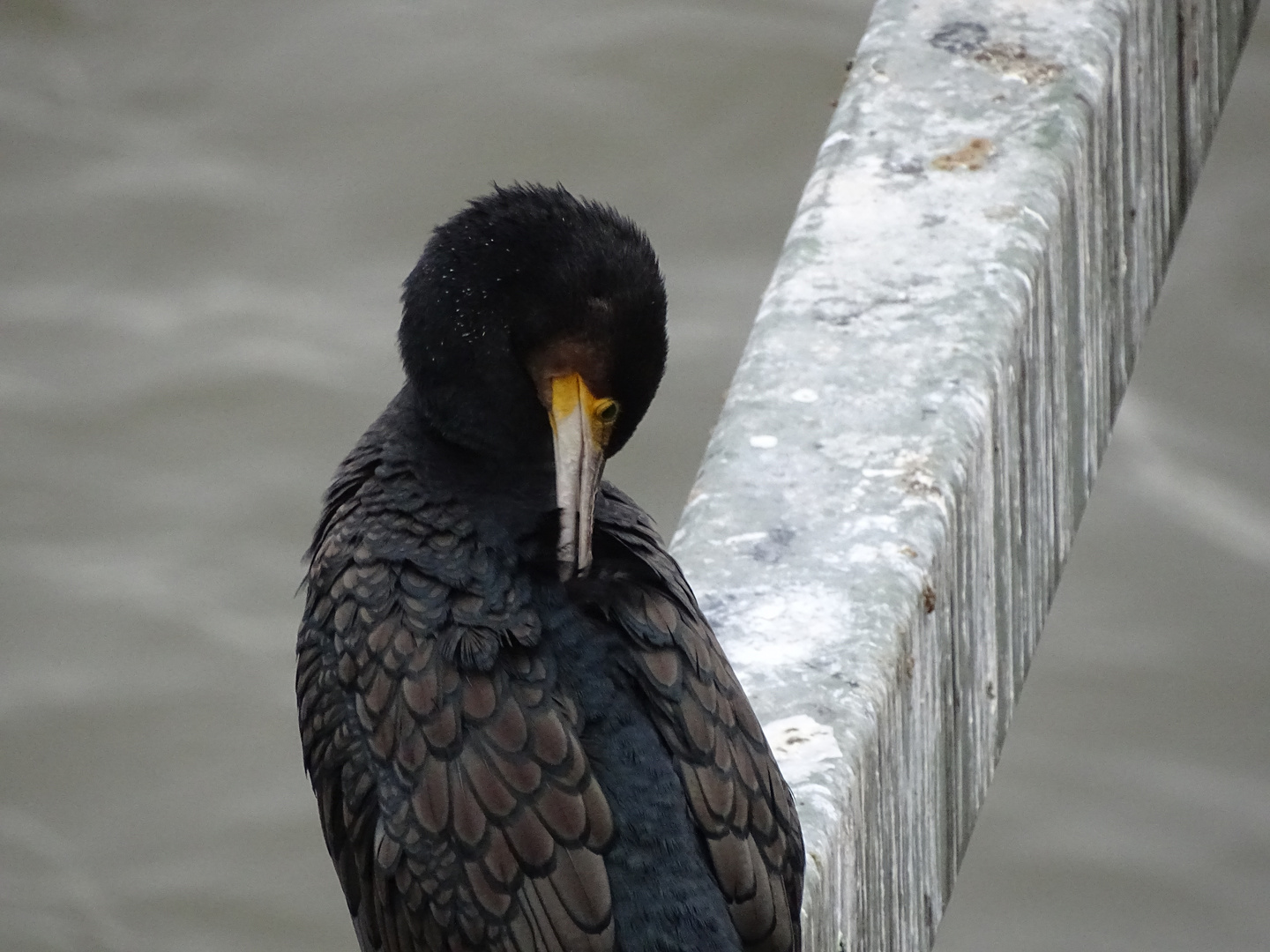 der schüchterne Vogel