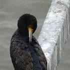 der schüchterne Vogel