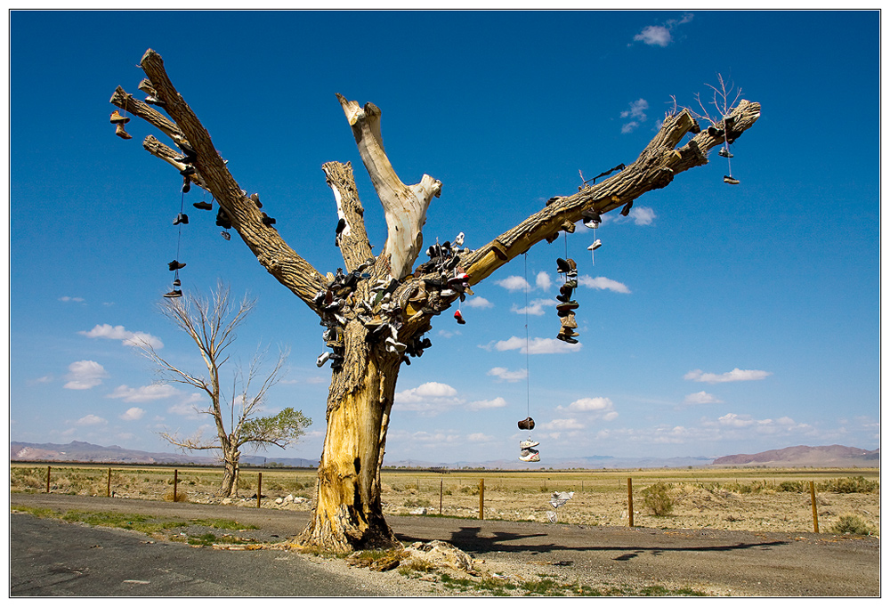 Der "Schuh"-Baum