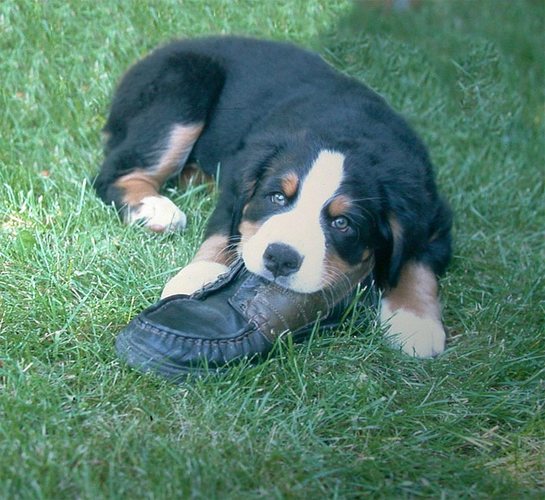 der Schuh gehört mir