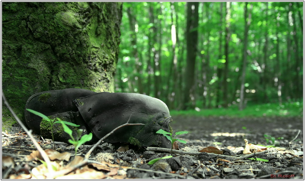 -- Der Schuh und der Wald --