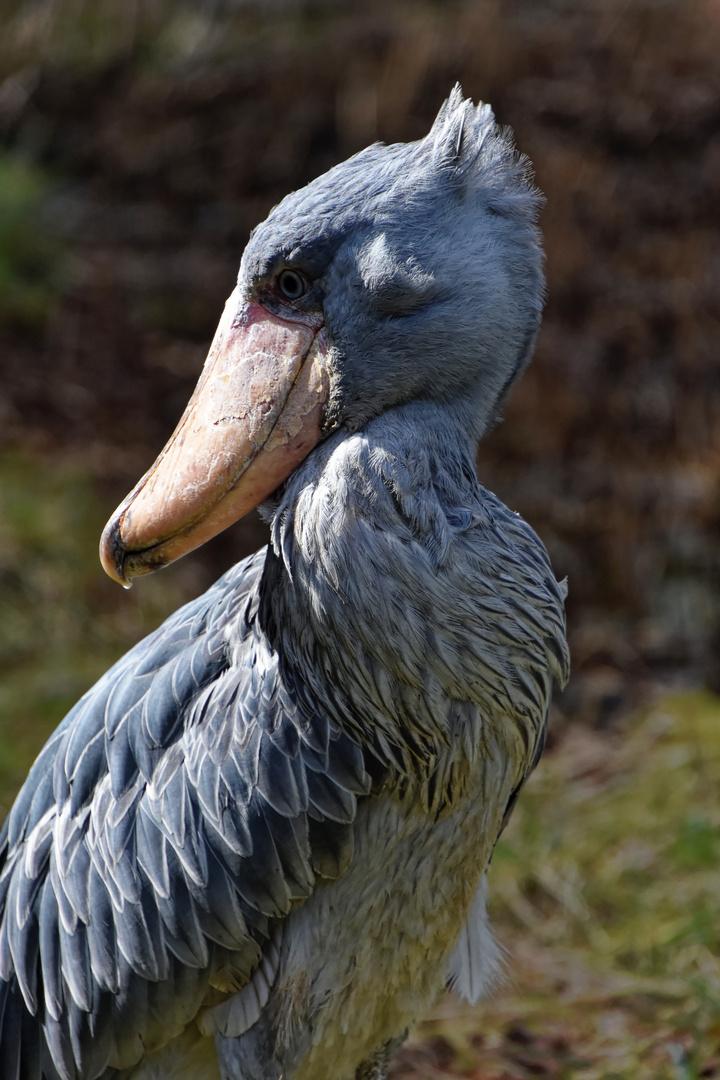 Der Schuhschnabel, Portait