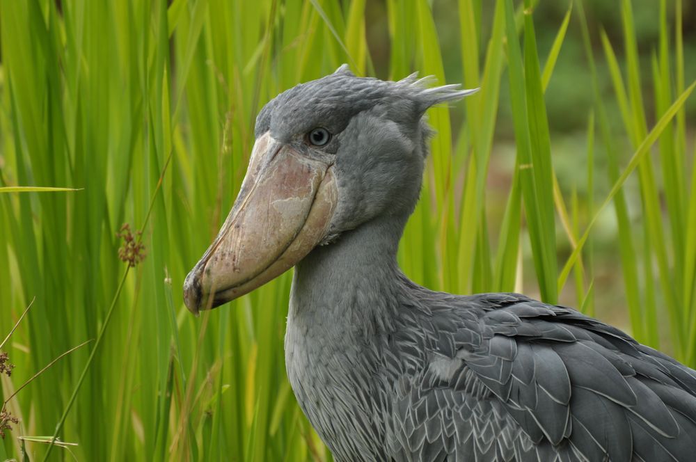 der Schuhschnabel (Vogelpark Walsrode)