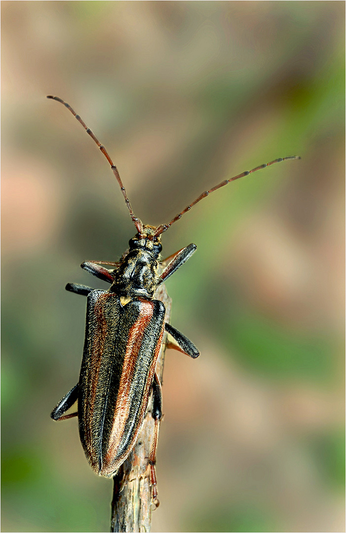 Der Schulterbock.