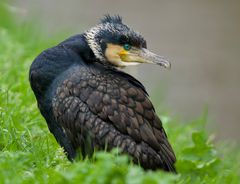 Der "Schutzpatron" der Angler......