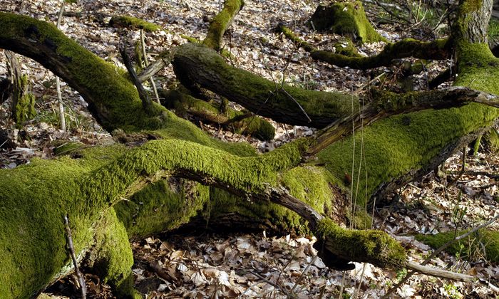 der Schwäbische Urwald ..