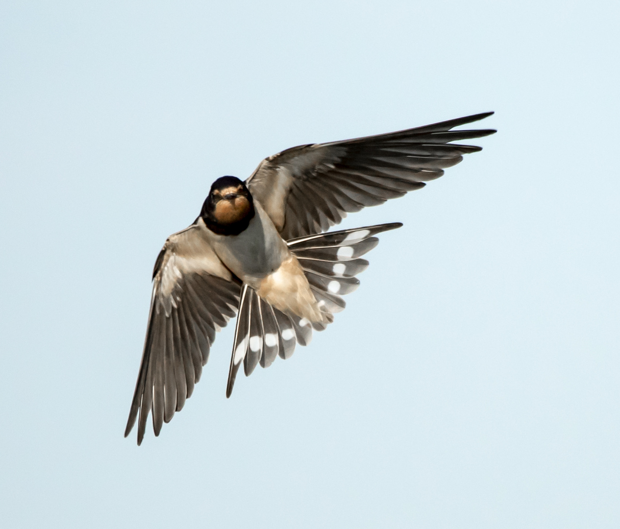 der Schwalbe Foto & Bild | natur, vögel, wildlife Bilder auf fotocommunity