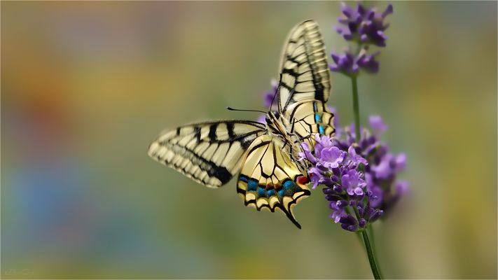 Der Schwalbenschwanz 