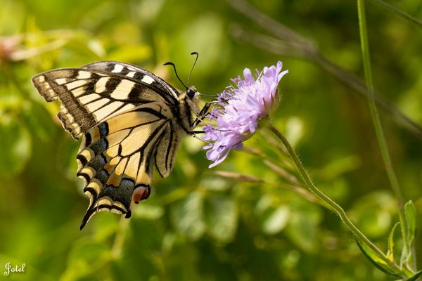 Der Schwalbenschwanz ...