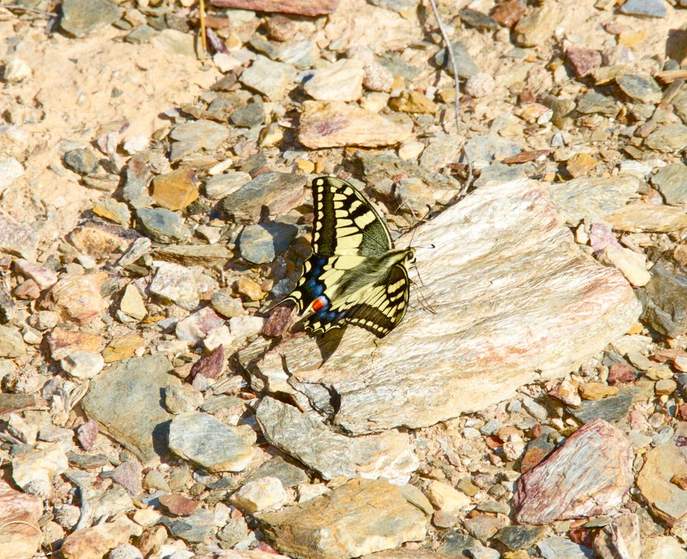 Der Schwalbenschwanz in Andalusien