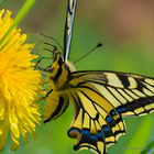 Der Schwalbenschwanz  Le machaon