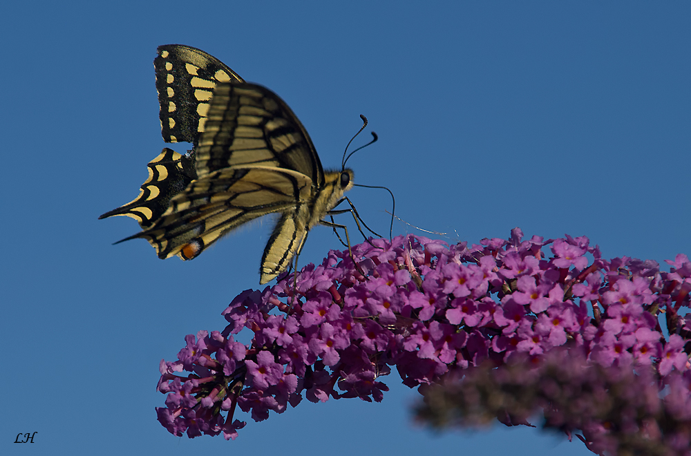 Der Schwalbenschwanz (Papilio machaon) ...