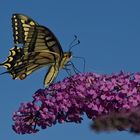 Der Schwalbenschwanz (Papilio machaon) ...