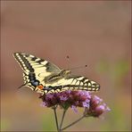 Der Schwalbenschwanz (Papilio machaon)......