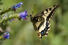 Der Schwalbenschwanz (Papilio machaon)...