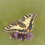 Der Schwalbenschwanz (Papilio machaon).....