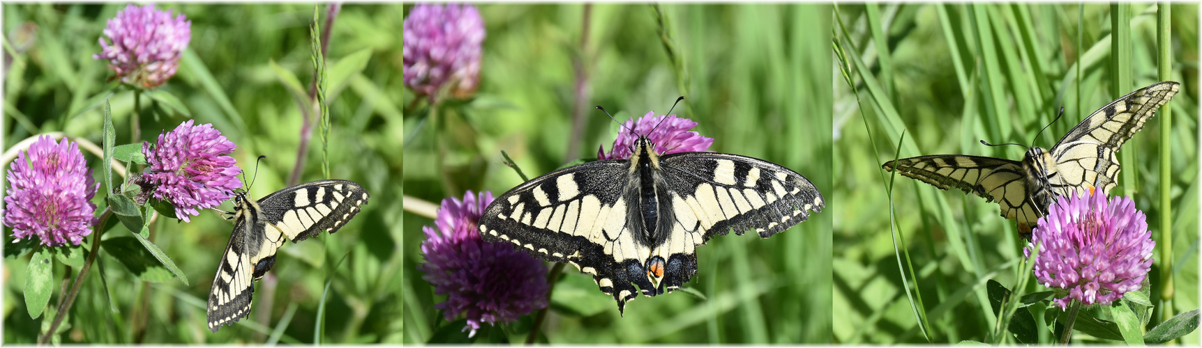 Der Schwalbenschwanz (Papilio machaon)