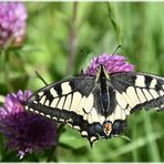 Der Schwalbenschwanz (Papilio machaon)