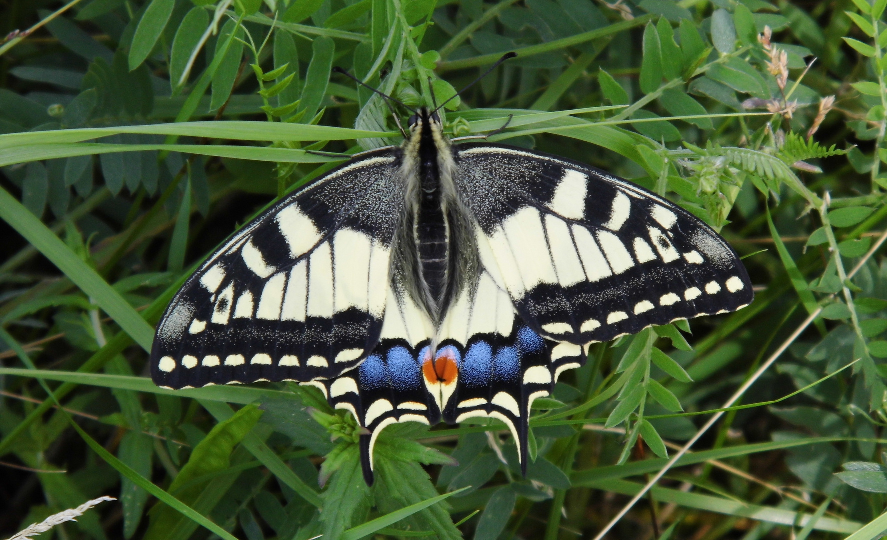 Der Schwalbenschwanz (Papilio machaon) aus der Familie der Ritterfalter