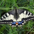 Der Schwalbenschwanz (Papilio machaon) aus der Familie der Ritterfalter