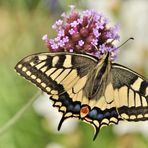 Der Schwalbenschwanz (Papilio machaon).......