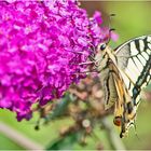 Der Schwalbenschwanz (Papilio machaon) gab . . .