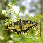 der Schwalbenschwanz (Papilio machaon) ist immer wieder schön anzusehen