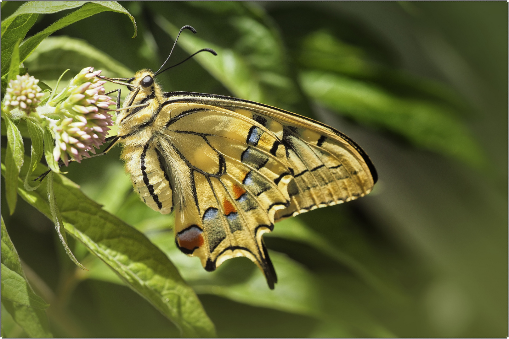 Der Schwalbenschwanz (Papilio machaon) - schönster einheimischer Schmetterling