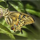 Der Schwalbenschwanz (Papilio machaon) - schönster einheimischer Schmetterling