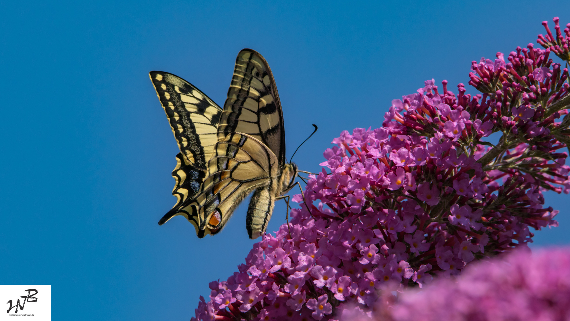 Der Schwalbenschwanz (Papilio machaon) weiblich