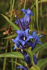 Der Schwalbenwurz-Enzian (Gentiana asclepiadea)