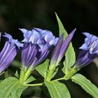 Der Schwalbenwurz-Enzian (Gentiana asclepiadea) ...