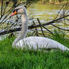 Der Schwan