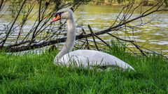 Der Schwan