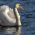 Der Schwan / 1