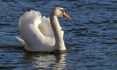 Der Schwan / 1