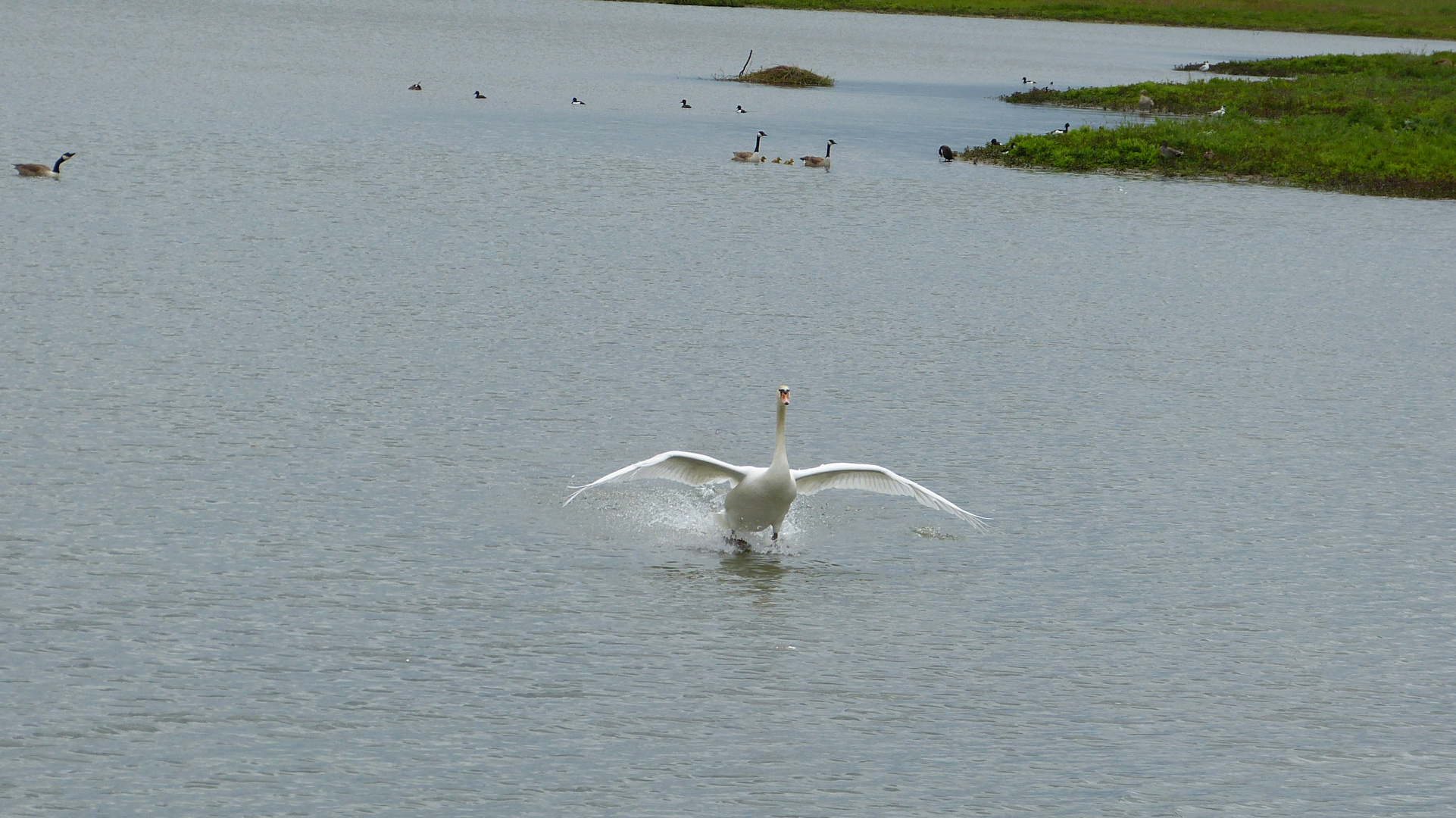 der Schwan 1