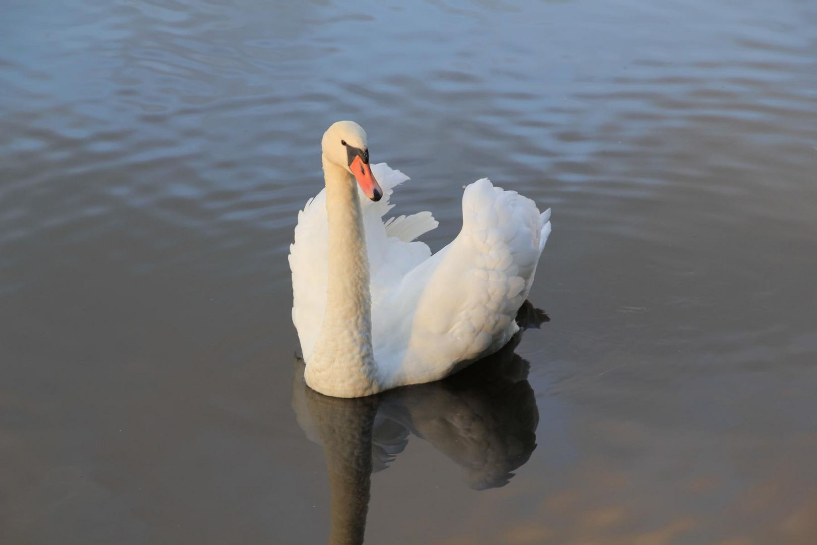 Der Schwan