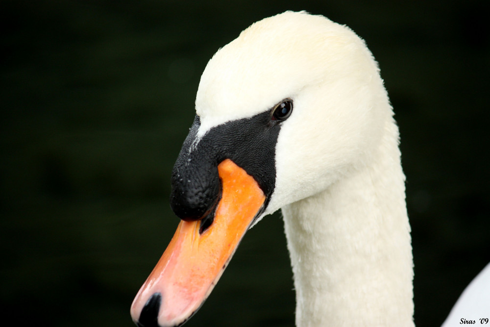 Der Schwan