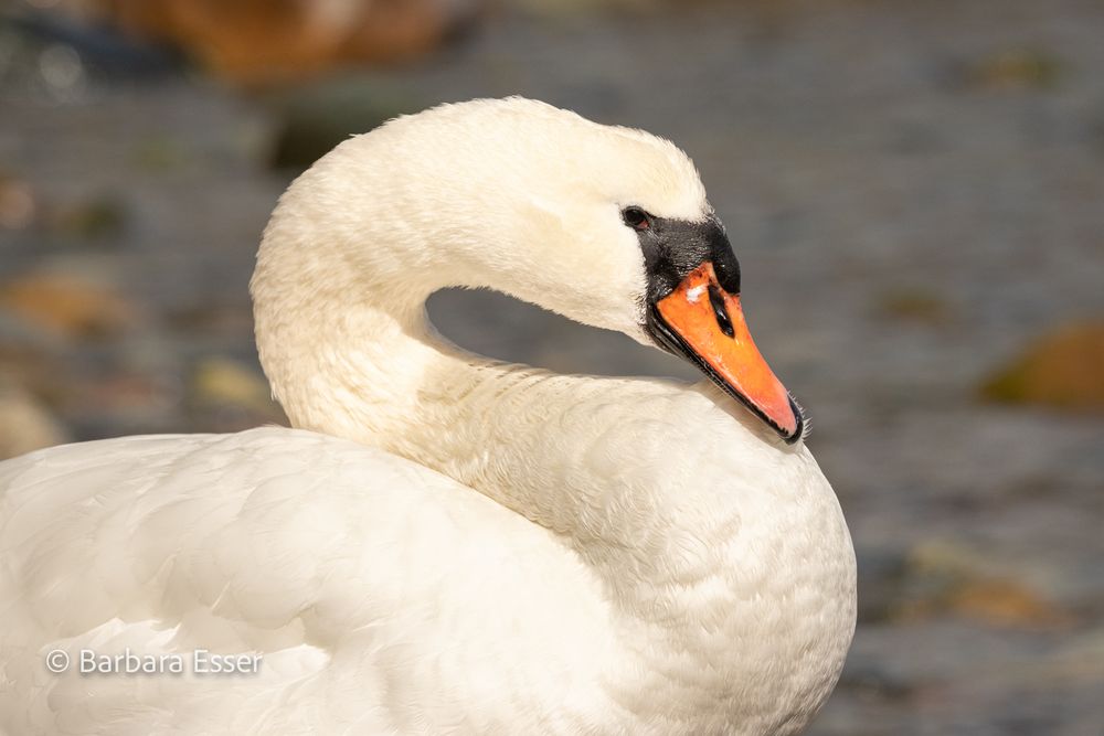 Der Schwan