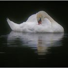 Der Schwan