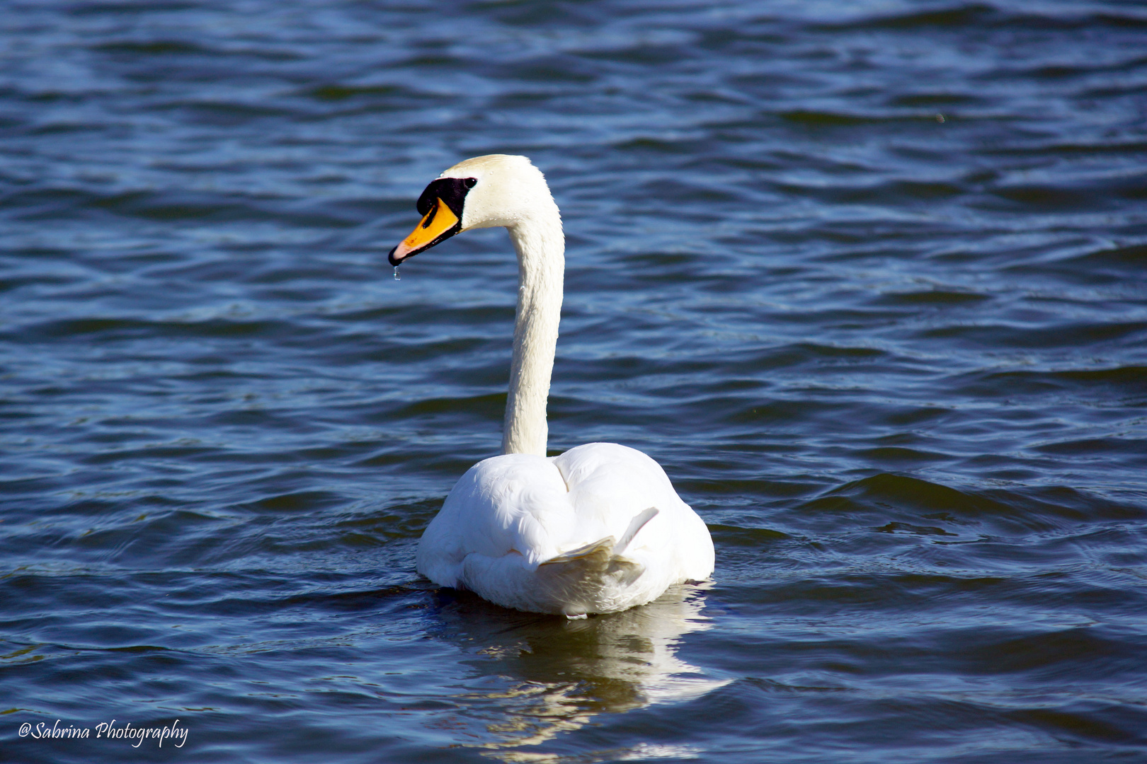 Der Schwan ...