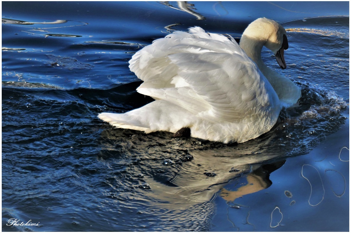 Der Schwan