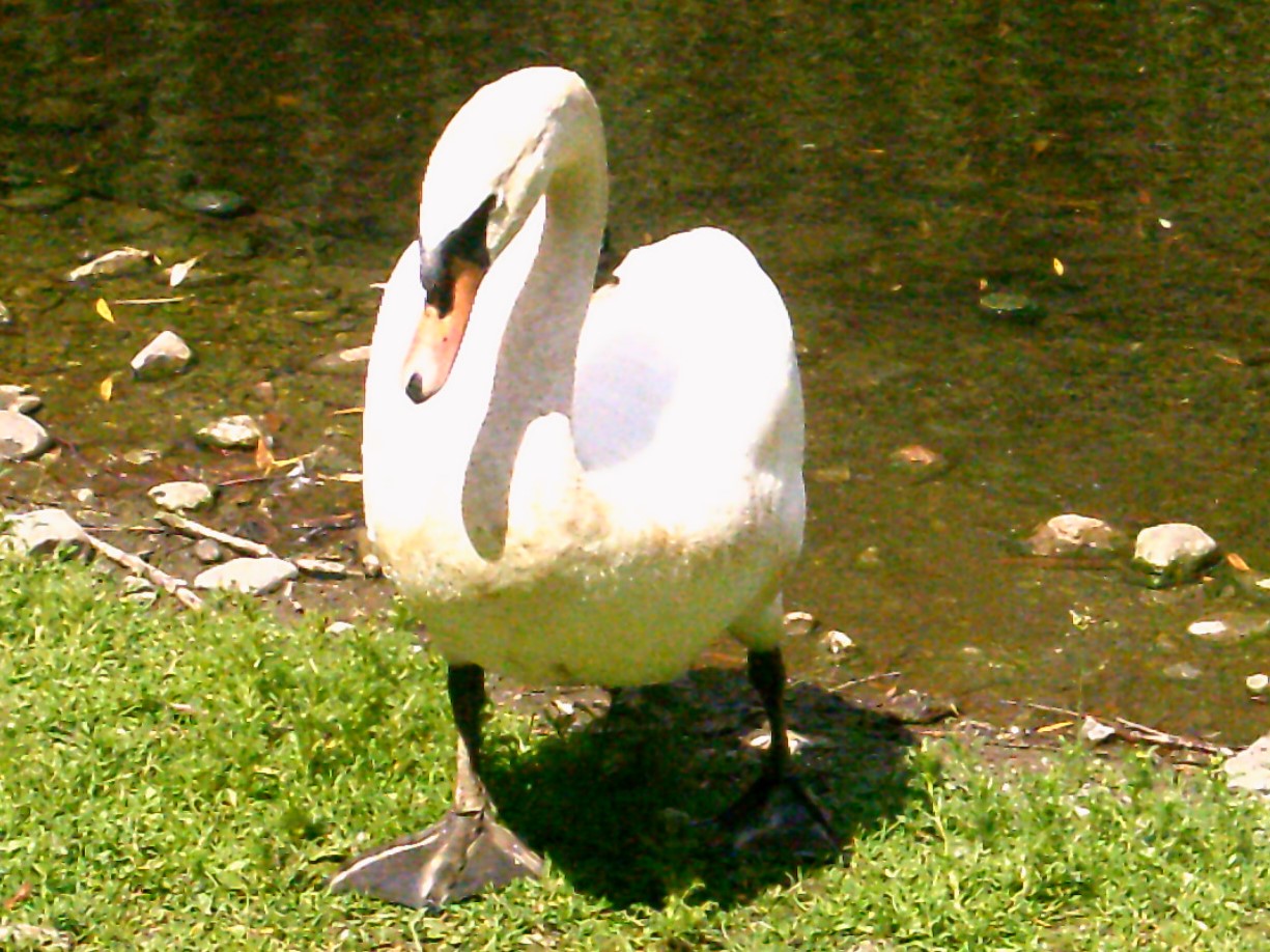 Der Schwan