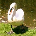 Der Schwan