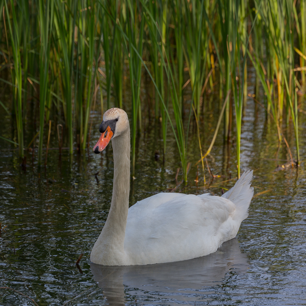 Der Schwan Foto & Bild tiere, wildlife, wild lebende vögel Bilder auf