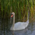 Der Schwan