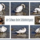 der Schwan....