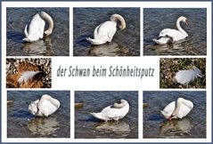 der Schwan....