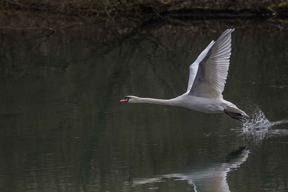 Der Schwan